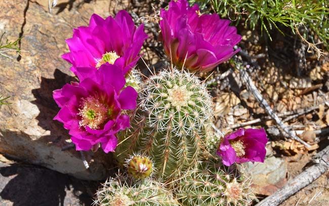 Pinkflower Hedgehog Cactus blooms from March to May and has bright red or orange-red fruits with white or pale pink pulp. Echinocereus bonkerae 
